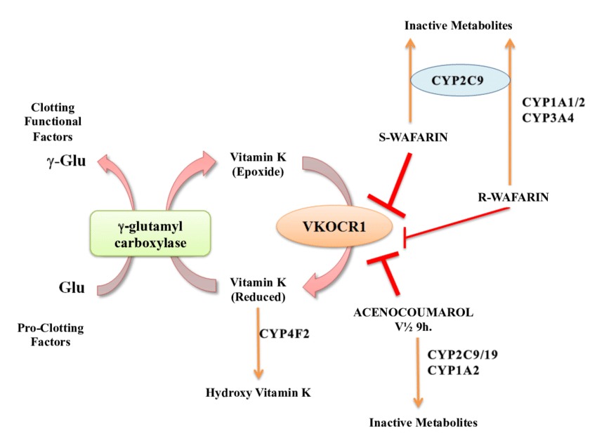 Mechanism of action and metabolism of Warfarin Adapted of Miranda et al 2011